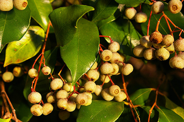 اکمنااسمیتی، لیلی پیلی